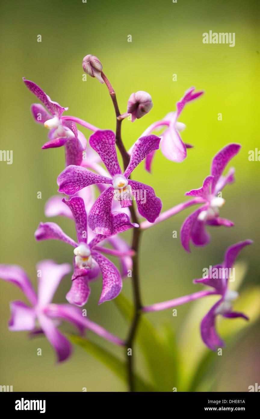 Deep purple orchid fleurs. Banque D'Images