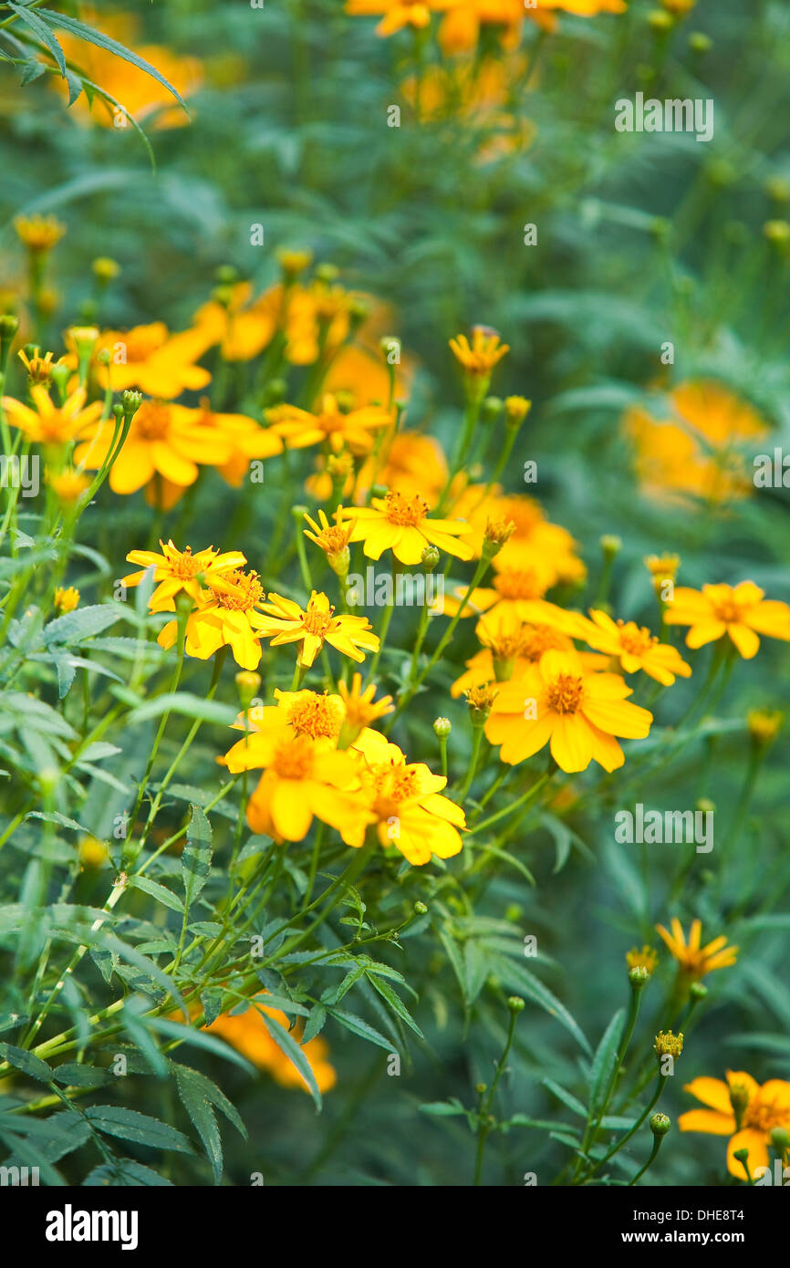 Un bouquet de fleurs de souci lumineux dans un jardin. Banque D'Images