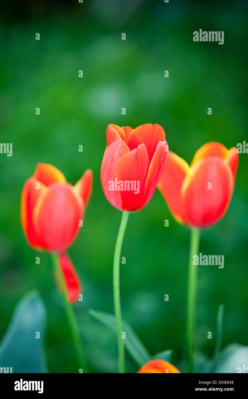 Rouge, orange-lipped tulipes dans un jardin. Banque D'Images