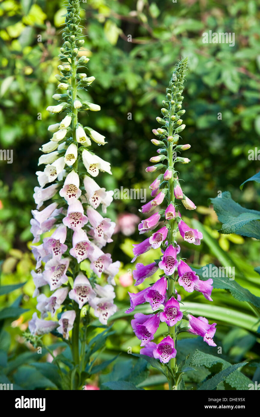 Les clochers de la digitale pourpre et blanc dans un jardin. Banque D'Images