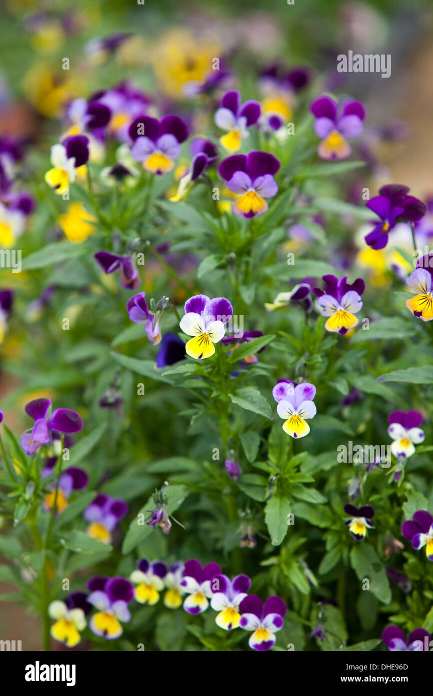 Viola tricolor fleurs dans un jardin, avec du jaune, violet et mauve et pétales. Banque D'Images