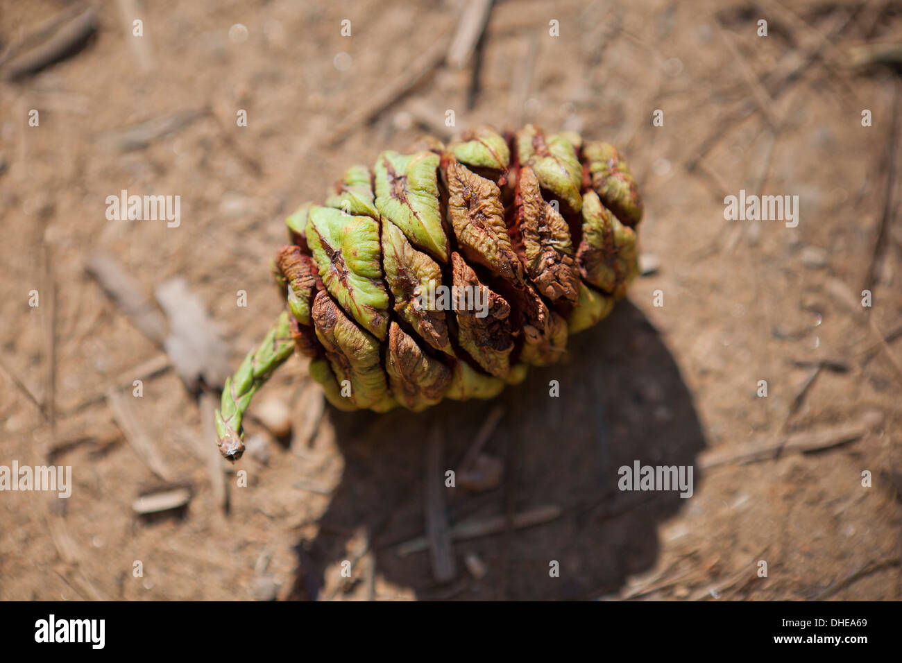 Cône de séquoia géant de Californie - USA Banque D'Images