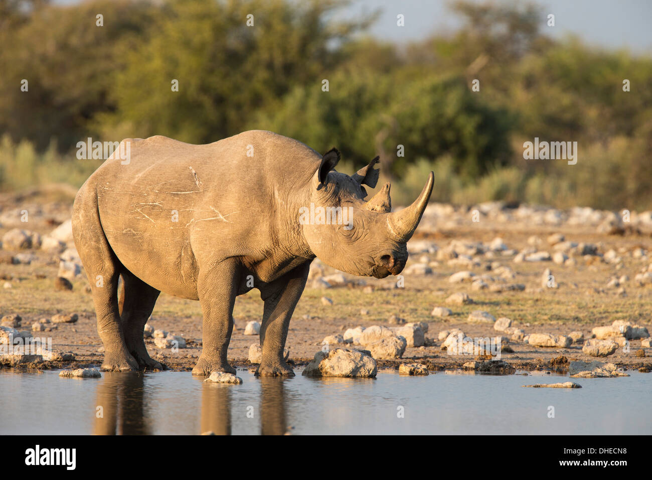 Le rhinocéros noir (Diceros bicornis), Etosha National Park, Namibie, Afrique Banque D'Images