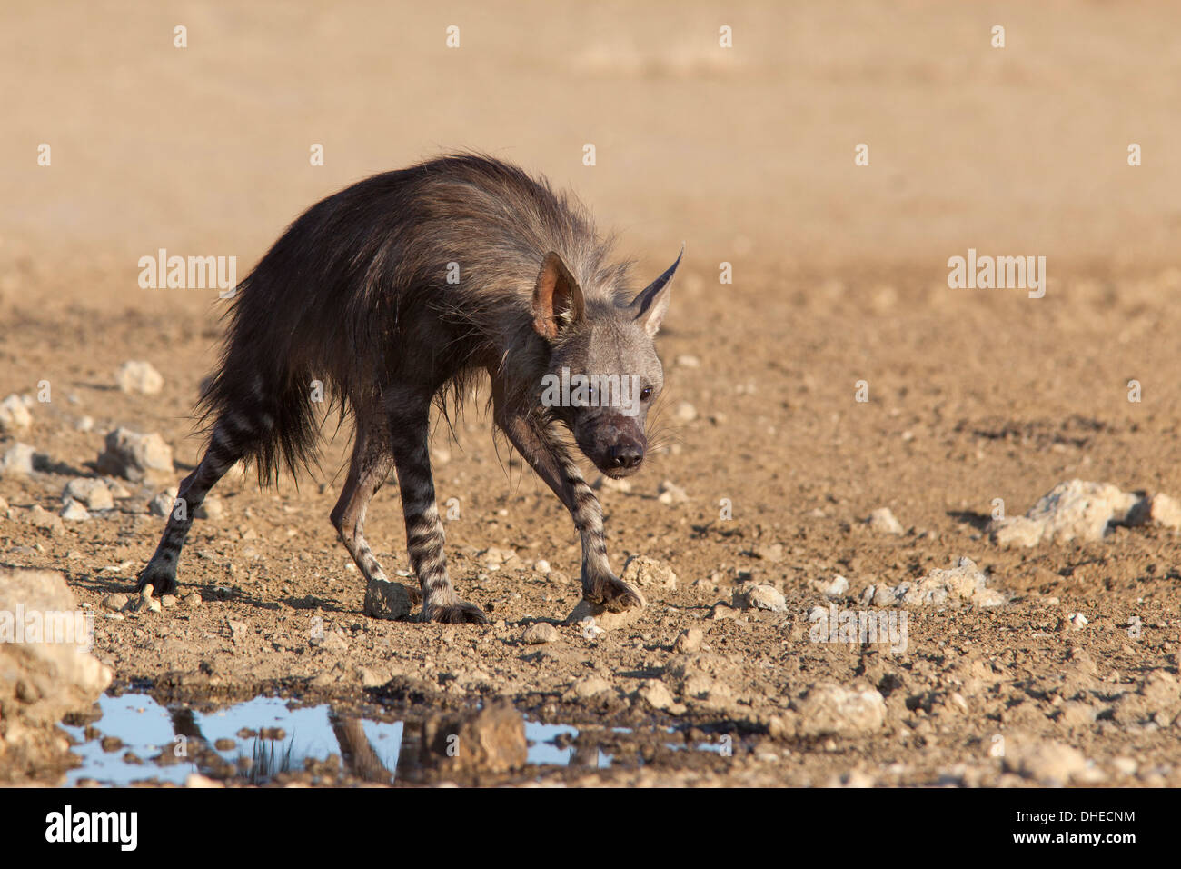 Hyène brune (Hyaena brunnea), Kgalagadi Transfrontier National Park, Northern Cape, Afrique du Sud, l'Afrique Banque D'Images