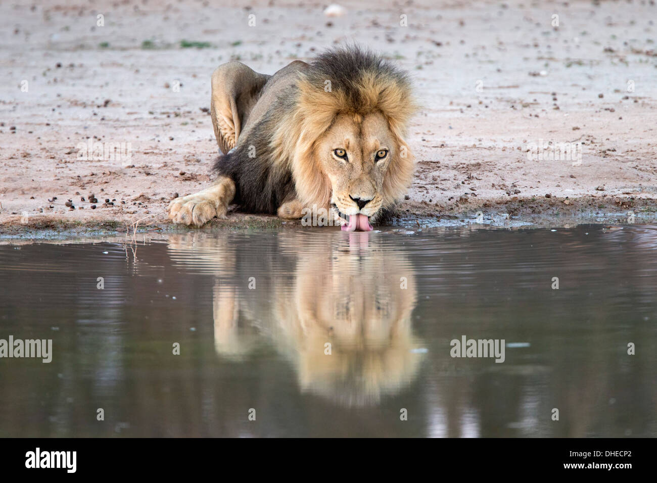 Lion (Panthera leo) de boire, Kgalagadi Transfrontier Park, Afrique du Sud, l'Afrique Banque D'Images