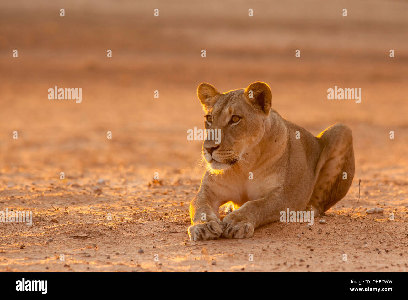 Lioness (Panthera leo), Kgalagadi Transfrontier Park, Afrique du Sud, l'Afrique Banque D'Images