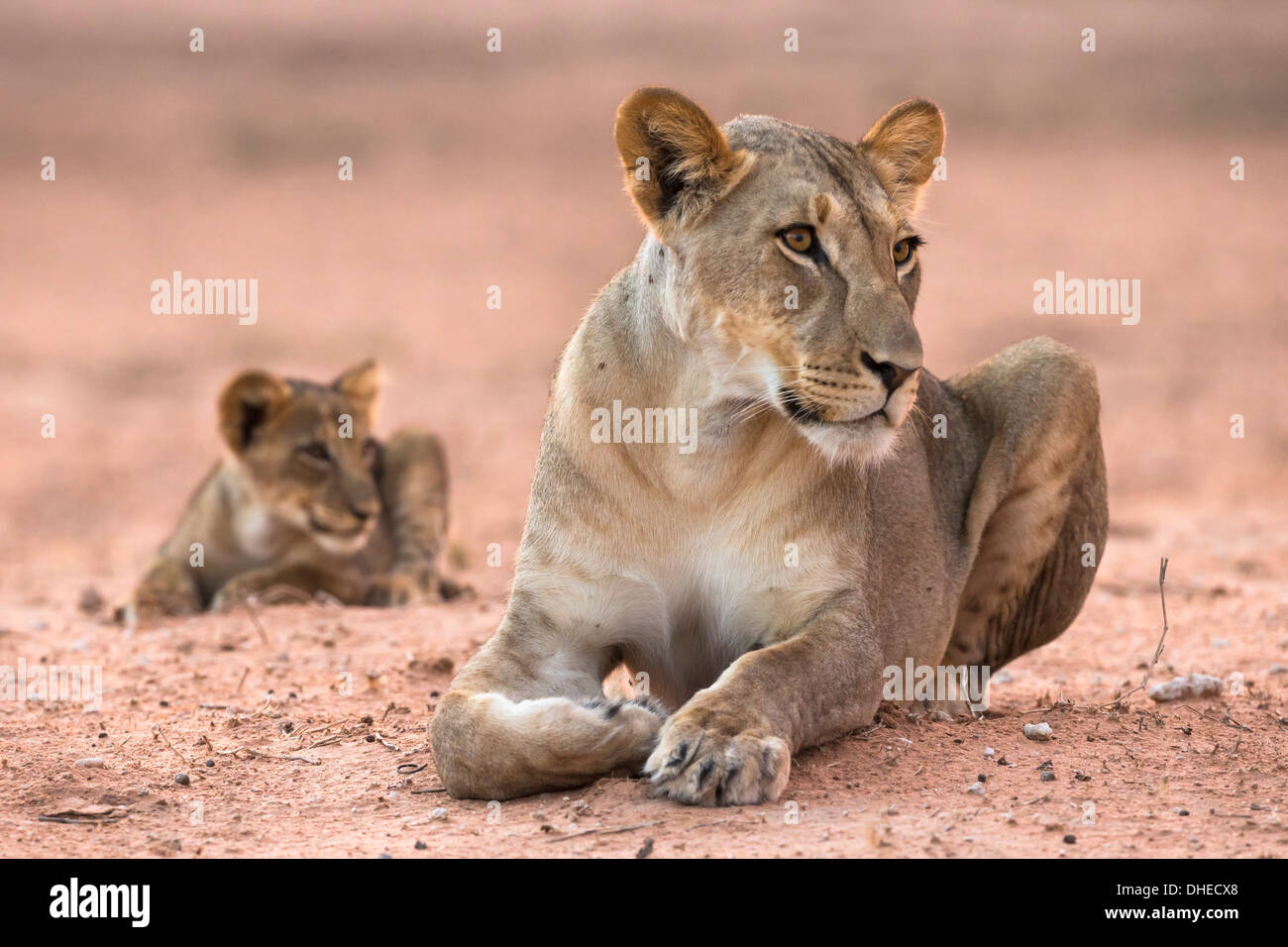 Lionne avec cub (Panthera leo), Kgalagadi Transfrontier Park, Afrique du Sud, l'Afrique Banque D'Images