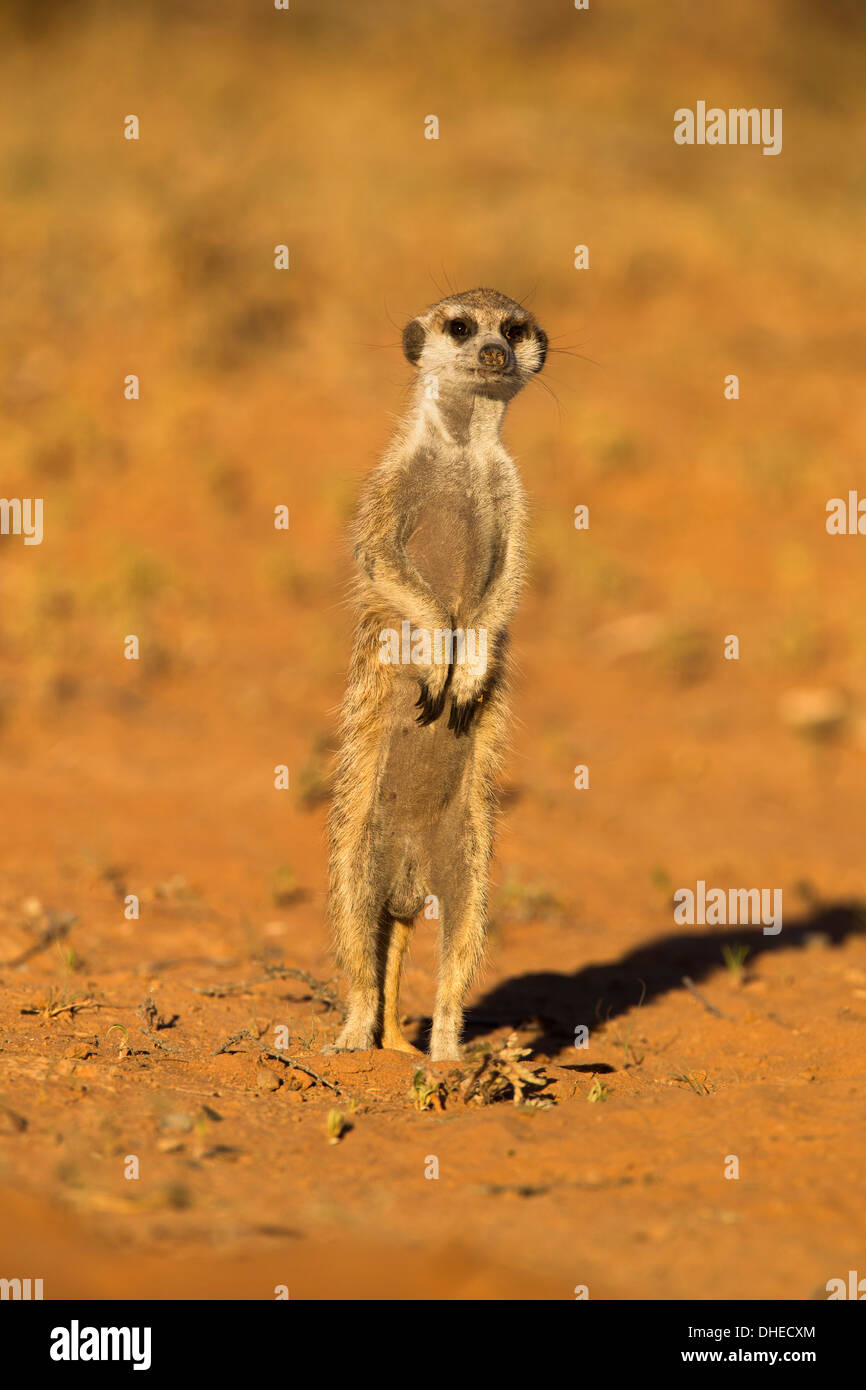 Meerkat (Suricata suricatta), Kgalagadi Transfrontier Park, Northern Cape, Afrique du Sud, l'Afrique Banque D'Images