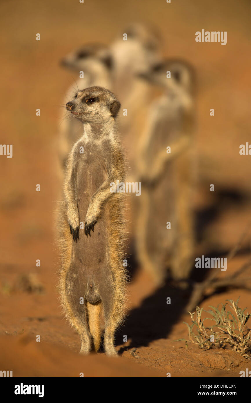 Meerkat (Suricata suricatta), Kgalagadi Transfrontier Park, Northern Cape, Afrique du Sud, l'Afrique Banque D'Images