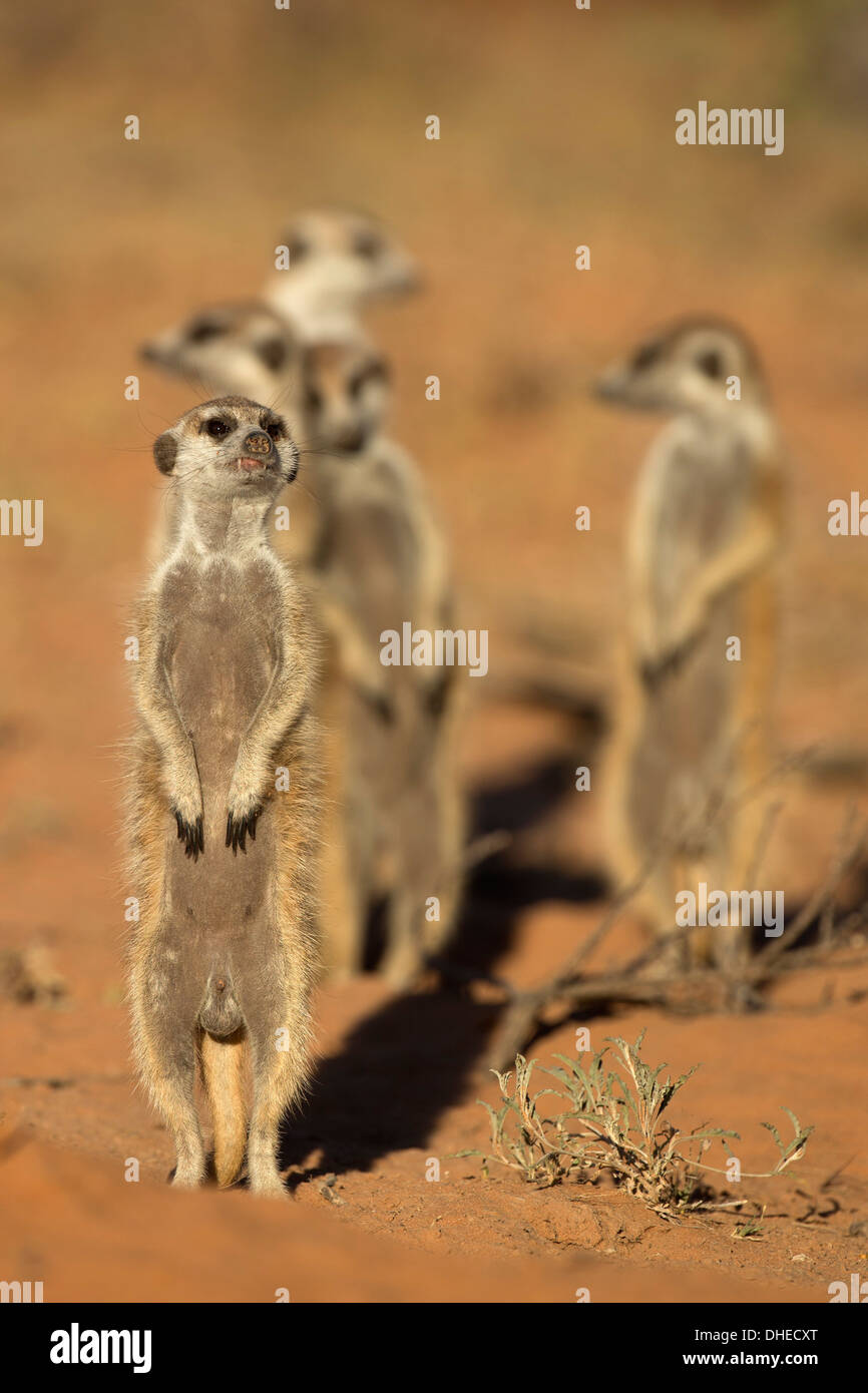 Meerkat (Suricata suricatta), Kgalagadi Transfrontier Park, Northern Cape, Afrique du Sud, l'Afrique Banque D'Images