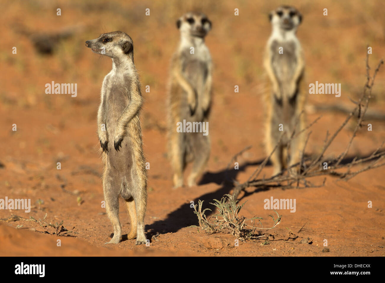 Meerkat (Suricata suricatta), Kgalagadi Transfrontier Park, Northern Cape, Afrique du Sud, l'Afrique Banque D'Images