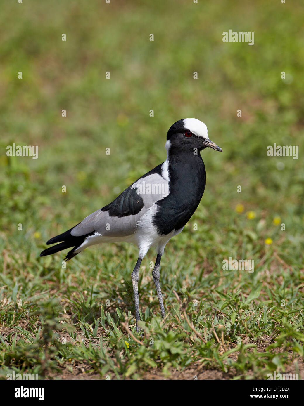 Blacksmith plover (forgeron sociable) (Vanellus armatus), le cratère du Ngorongoro, en Tanzanie, Afrique de l'Est, l'Afrique Banque D'Images