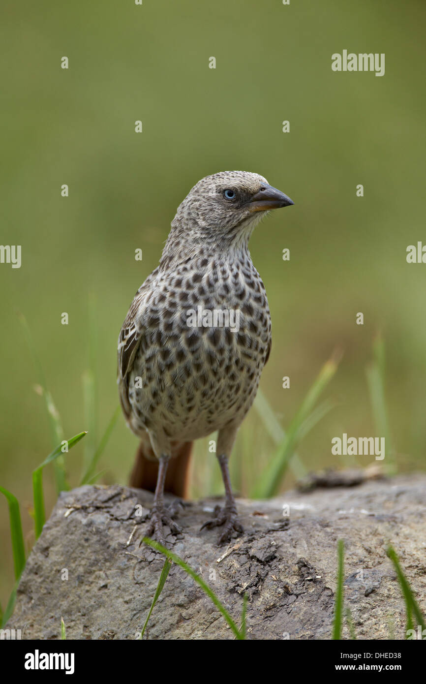 Rufus-tailed weaver (Histurgops ruficaudus), le cratère du Ngorongoro, en Tanzanie, Afrique de l'Est, l'Afrique Banque D'Images