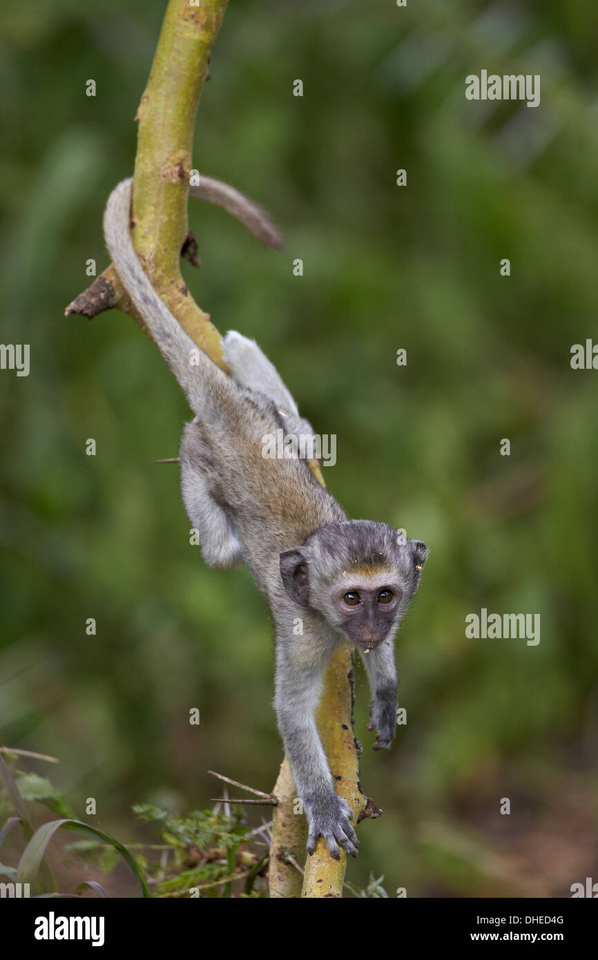 Jeune singe (Chlorocebus aethiops) escalade un arbre, le cratère du Ngorongoro, en Tanzanie, Afrique de l'Est, l'Afrique Banque D'Images