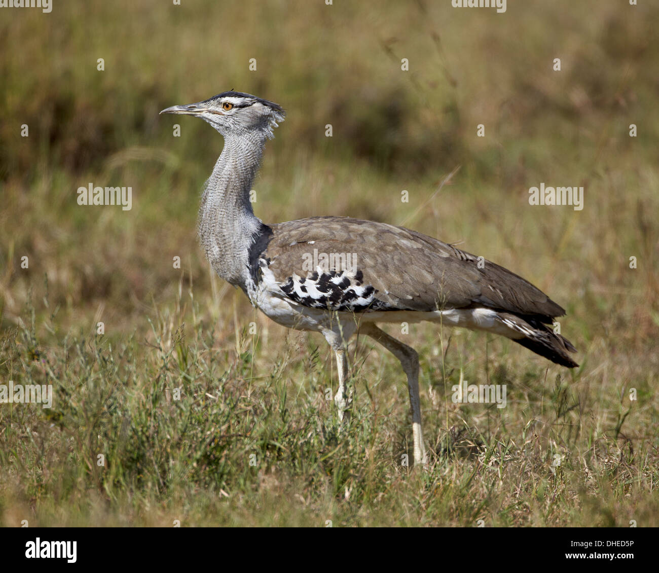 Outarde Kori (Ardeotis kori), le cratère du Ngorongoro, en Tanzanie, Afrique de l'Est, l'Afrique Banque D'Images