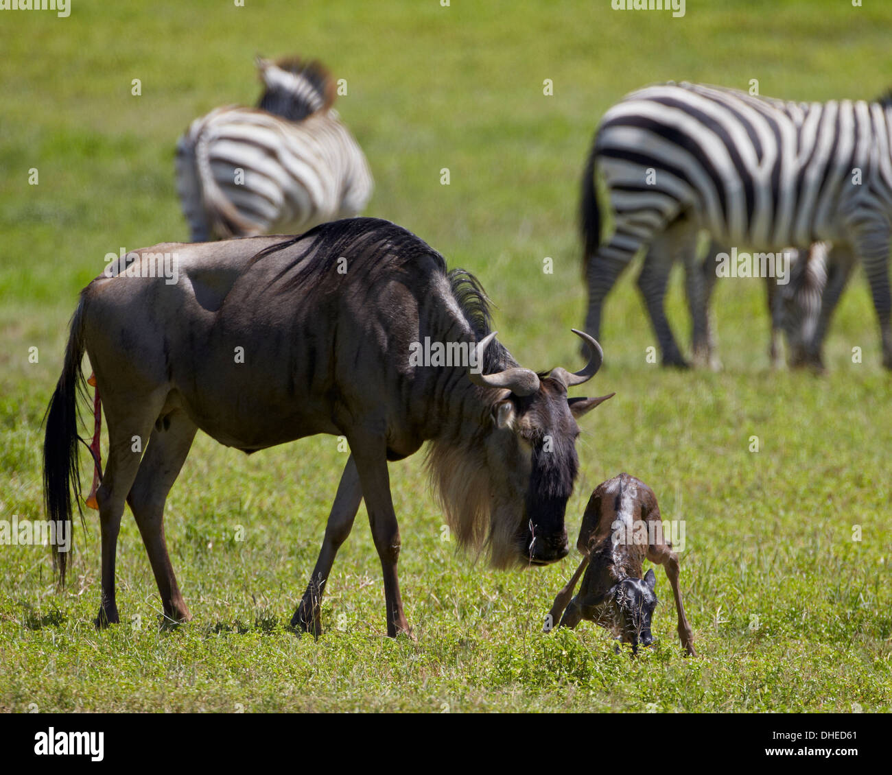 Le Gnou bleu (Connochaetes taurinus) juste-veau né d'essayer de se tenir debout, le cratère du Ngorongoro, en Tanzanie, Afrique de l'Est Banque D'Images