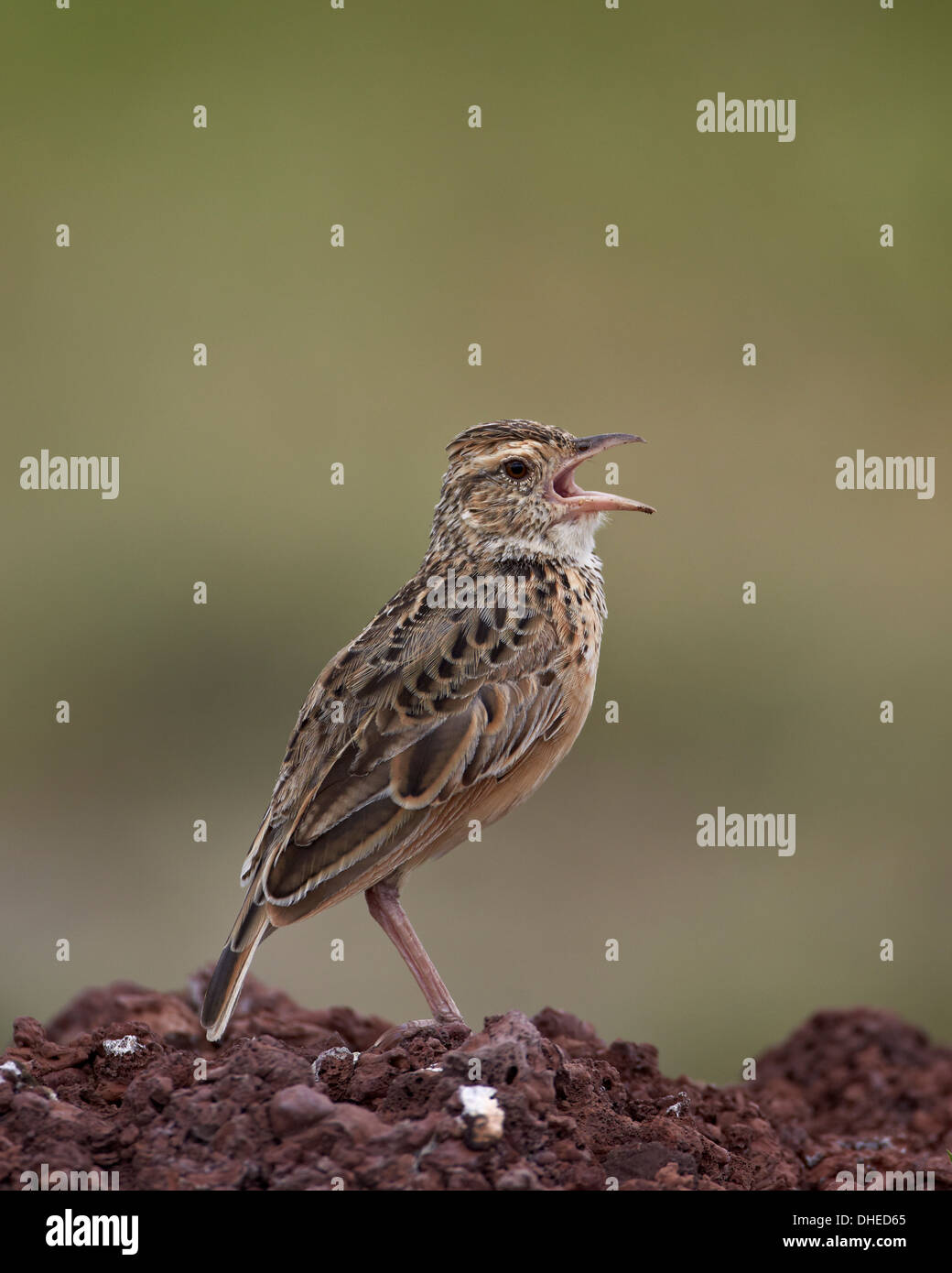 À cou roux (lark Mirafra africana), le cratère du Ngorongoro, en Tanzanie, Afrique de l'Est, l'Afrique Banque D'Images