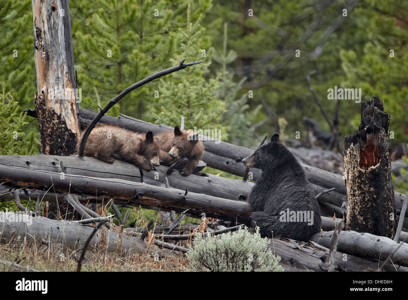 L'ours noir (Ursus americanus) sow et deux oursons d'un an, le Parc National de Yellowstone, UNESCO World Heritage Site, Wyoming, USA Banque D'Images