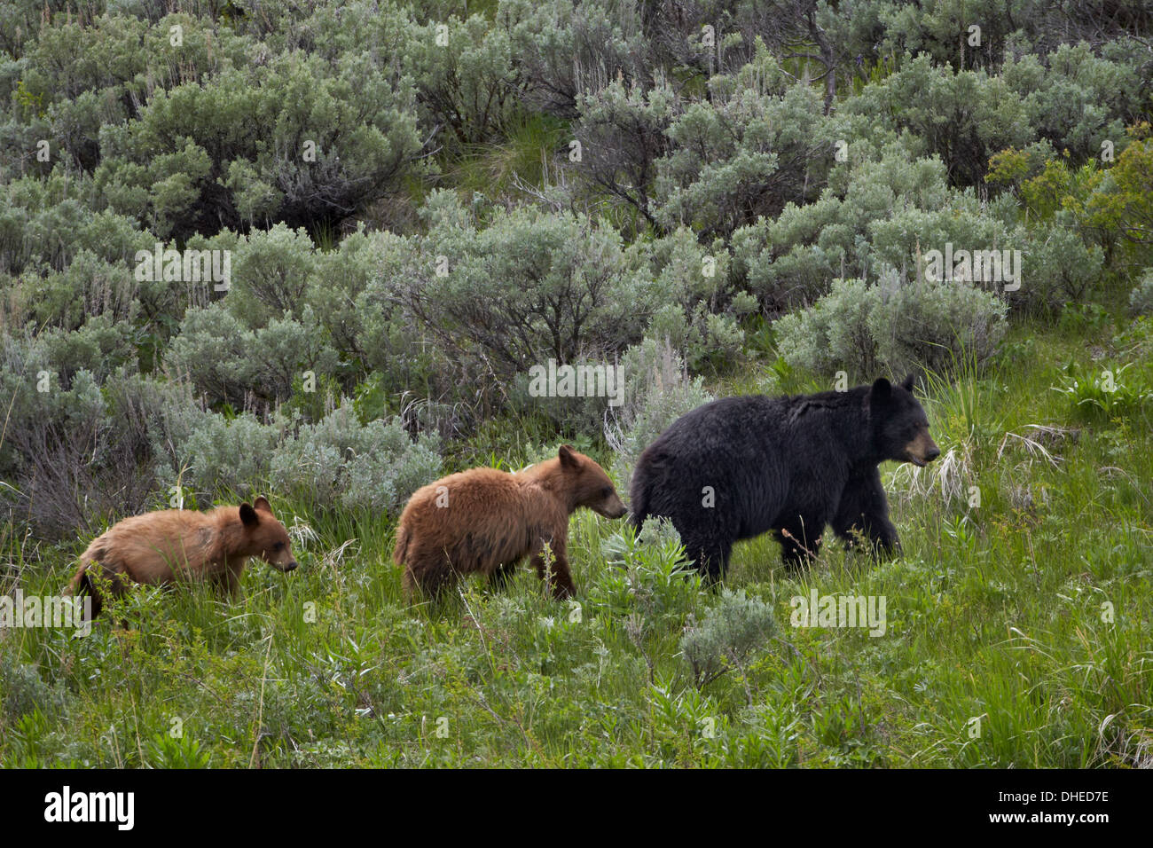 L'ours noir (Ursus americanus) sow et deux petits de 1 an à la cannelle, l'UNESCO, le Parc National de Yellowstone, Wyoming, USA Banque D'Images