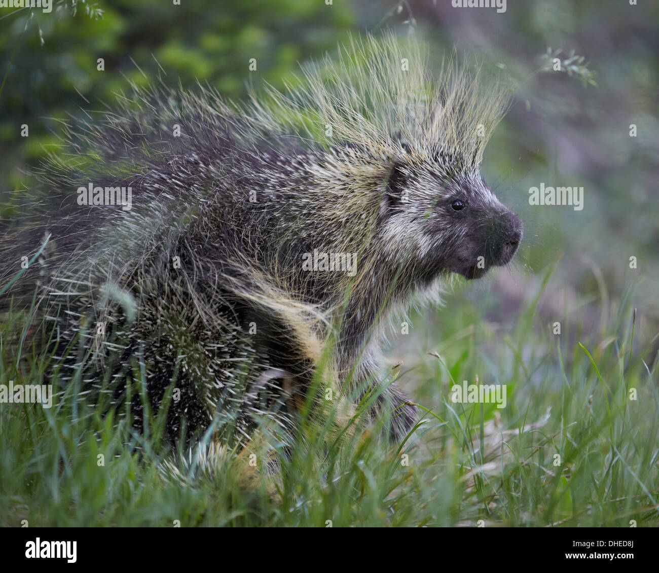 Le porc-épic (Erethizon dorsatum), Medicine Bow National Forest, Wyoming, États-Unis d'Amérique, Amérique du Nord Banque D'Images