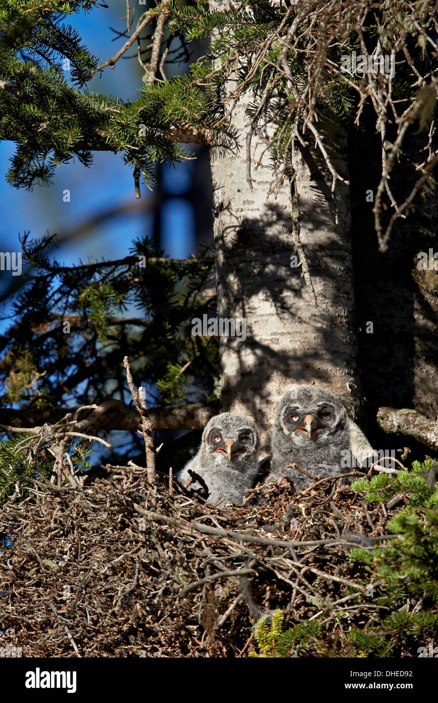 La Chouette lapone (Strix nebulosa), les poussins, le Parc National de Yellowstone, Wyoming, USA Banque D'Images