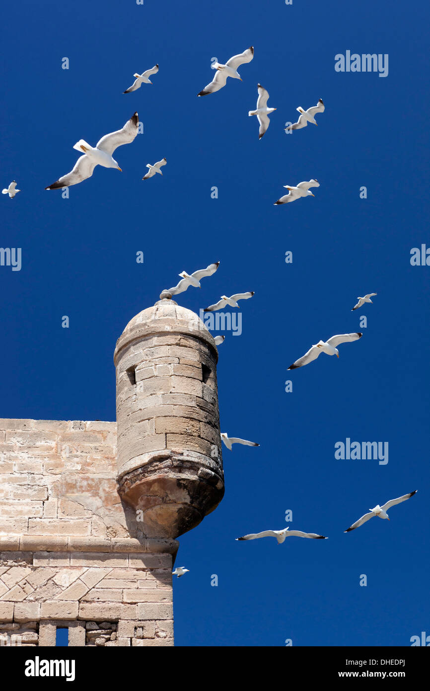Vol de mouettes au-dessus de tourelle de l'ancien fort, Essaouira, Côte Atlantique, Maroc, Afrique du Nord, Afrique Banque D'Images