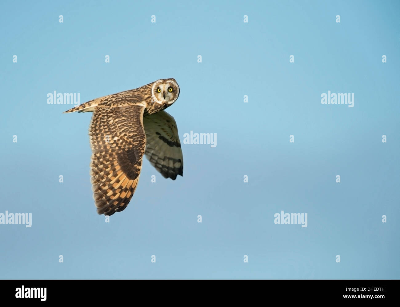 Court-eared Owl (Asio flammeus) voler dans un ciel d'hiver bleu clair, Bob Sharples/Alamy Banque D'Images