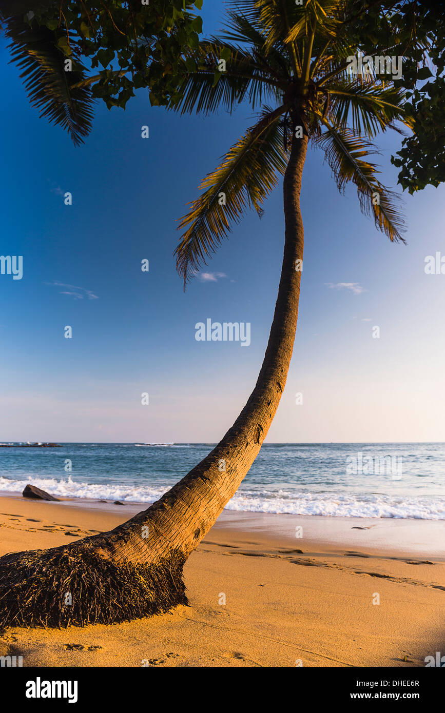 Palmier, Mirissa Beach, côte sud du Sri Lanka, Sri Lanka, Asie Banque D'Images