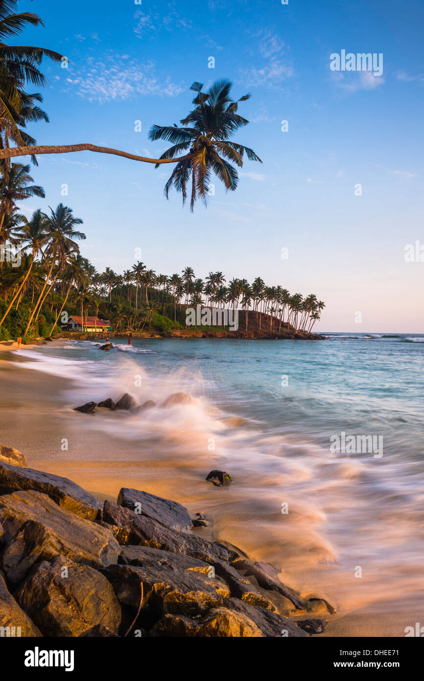 Palmier, Mirissa Beach, côte sud du Sri Lanka, Sri Lanka, Asie Banque D'Images