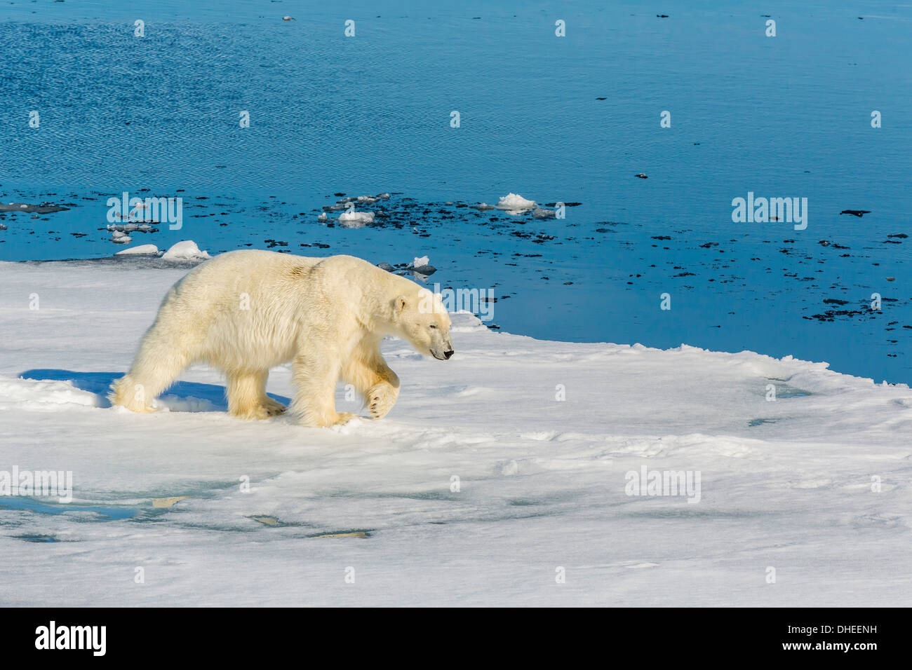 Les jeunes adultes l'ours polaire (Ursus maritimus) sur la glace dans le détroit d'Hinlopen, Svalbard, Norvège, Europe, Scandinaiva Banque D'Images
