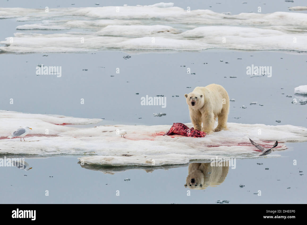 Des profils l'ours polaire (Ursus maritimus) sur un sceau kill dans Olgastretet off Barentsoya, Svalbard, Norvège, Scandinavie, Europe Banque D'Images