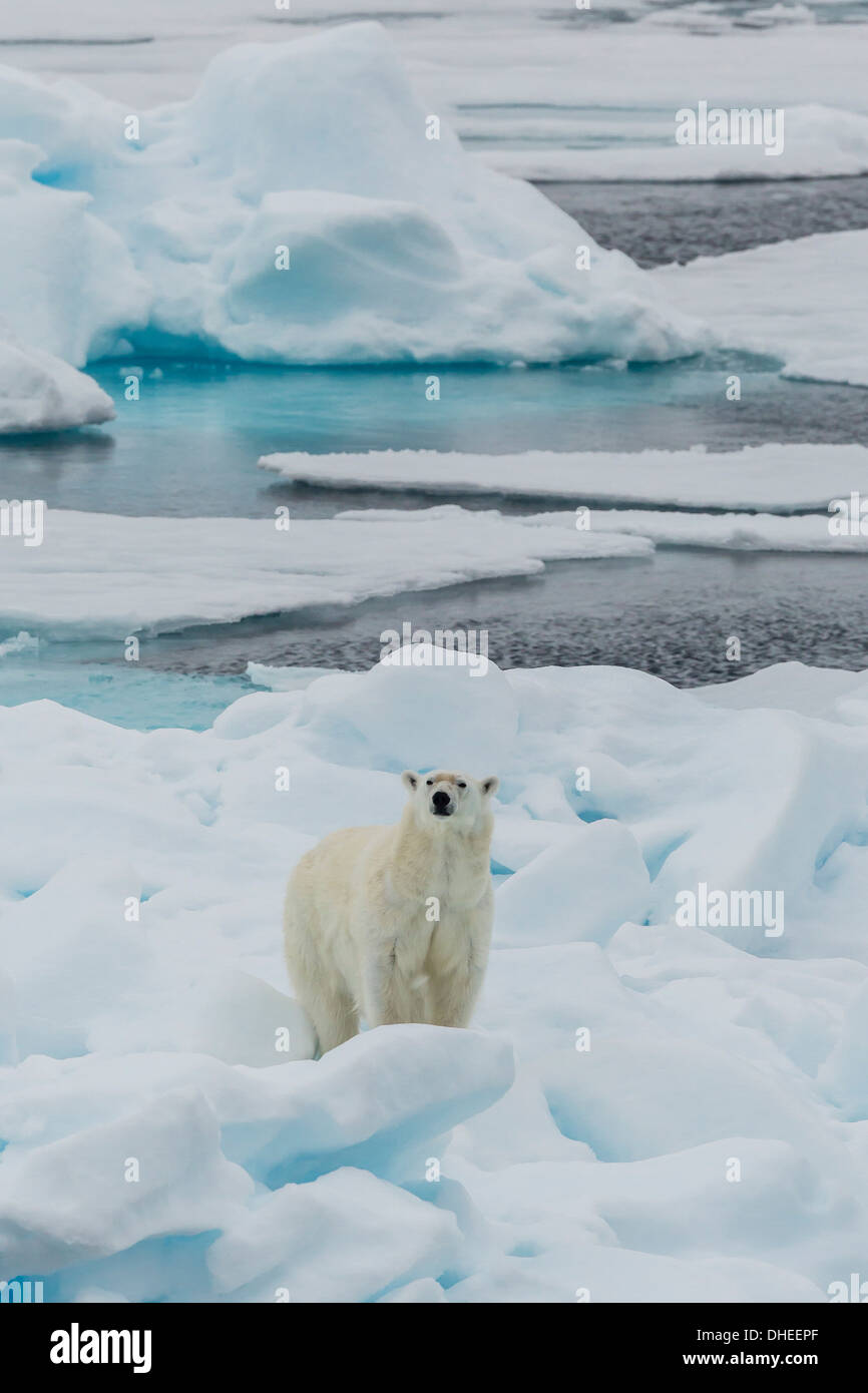 Les jeunes adultes l'ours polaire (Ursus maritimus) sur la glace dans le détroit d'Hinlopen, Svalbard, Norvège, Scandinavie, Europe Banque D'Images