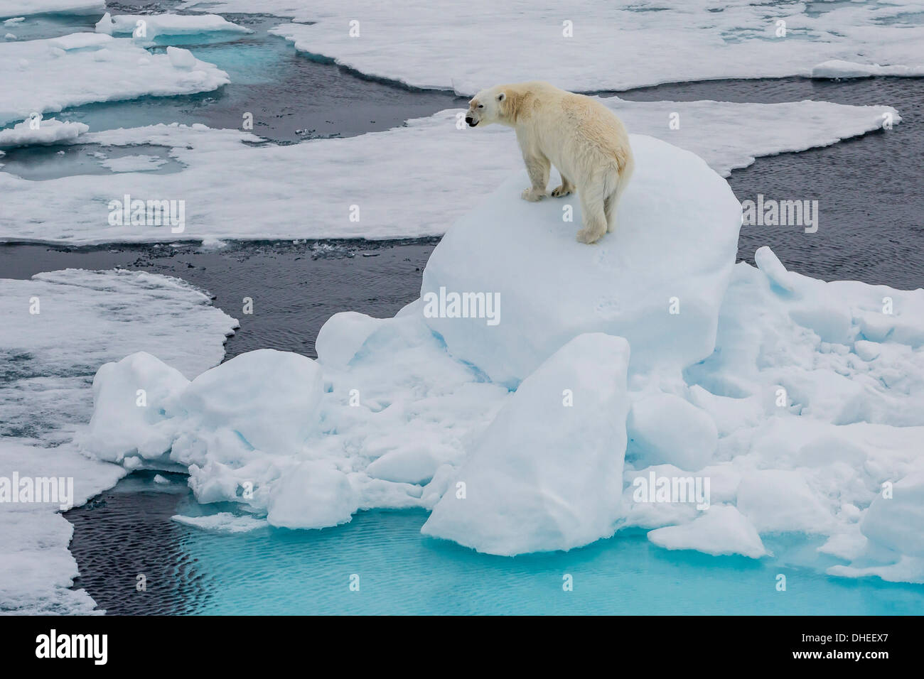 Les jeunes adultes l'ours polaire (Ursus maritimus) sur la glace dans le détroit d'Hinlopen, Svalbard, Norvège, Scandinavie, Europe Banque D'Images