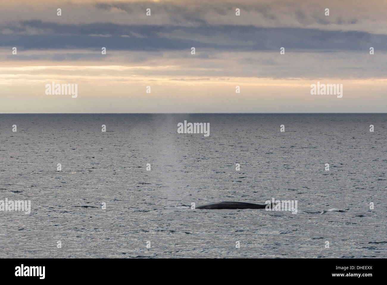 Des profils rorqual commun (Balaenoptera physalus) remontée au large de la côte ouest du Spitzberg, Svalbard, Norvège, Scandinavie, Europe Banque D'Images