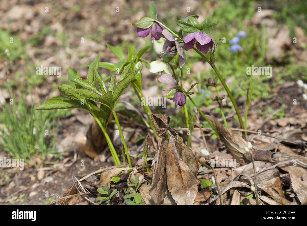 Hellebore Helleborus orientalis (oriental) Banque D'Images