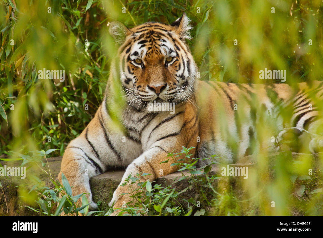 Tigre de Sibérie (Panthera tigris altaica) Banque D'Images