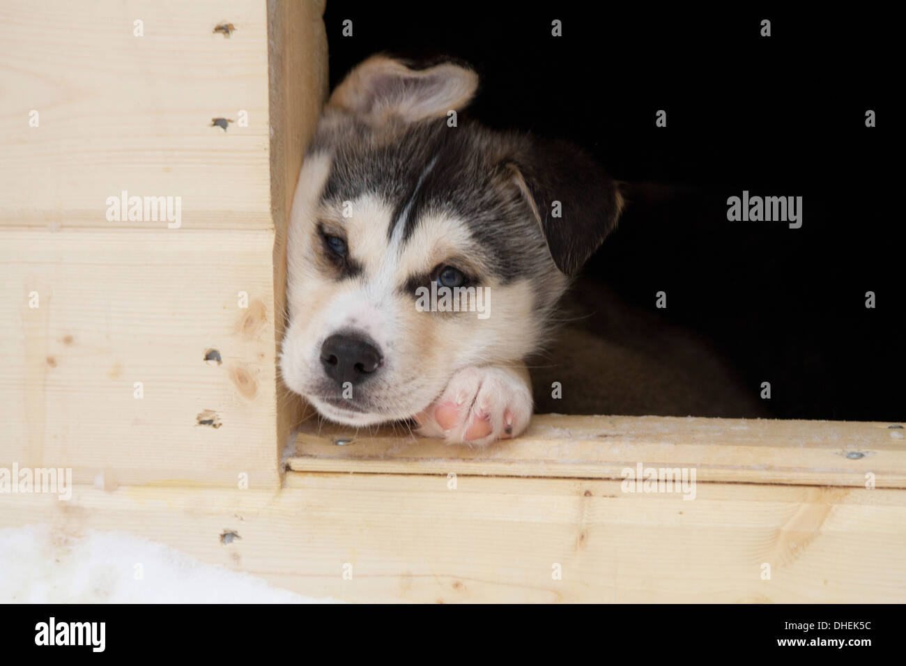 Centre d'élevage de chiens husky. Cette race de chien domestique (Canis familiaris) est utilisé en équipe pour tirer les traîneaux dans la neige de l'Arctique. Banque D'Images