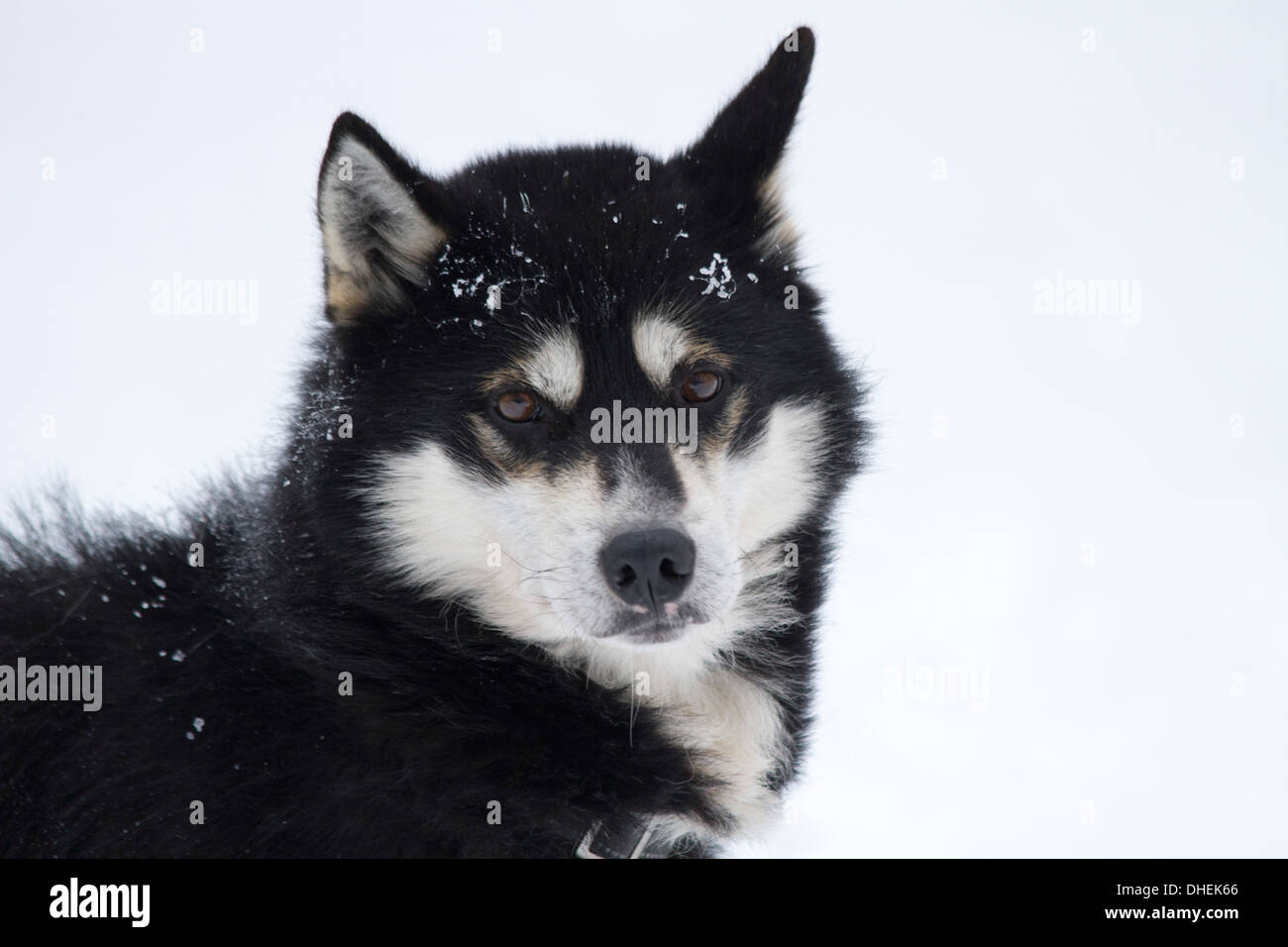 Centre d'élevage de chiens husky. Cette race de chien domestique (Canis familiaris) est utilisé en équipe pour tirer les traîneaux dans la neige de l'Arctique. Banque D'Images