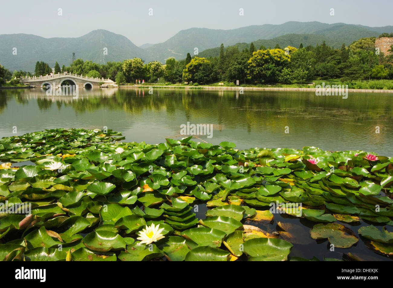 Nénuphars et un pont en pierre voûtée dans les jardins botaniques de Beijing, Beijing, China, Asia Banque D'Images
