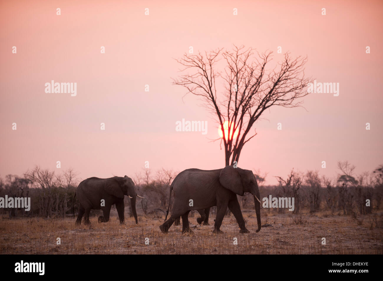 Les éléphants d'Afrique (Loxodonta africana), Savuti, Chobe National Park, Botswana, Africa Banque D'Images