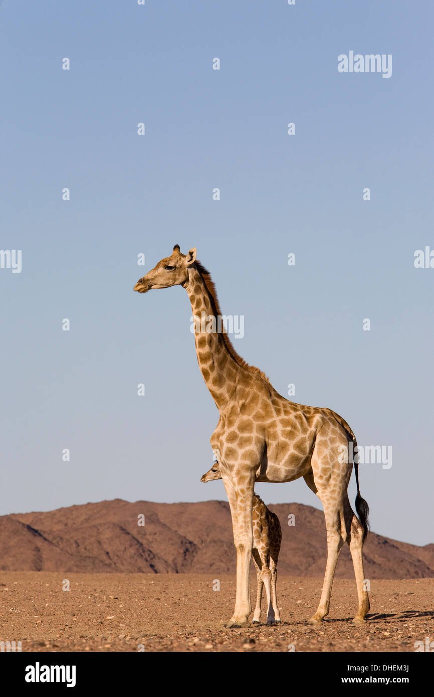 Desert Girafe (Giraffa camelopardalis capensis) avec ses jeunes, Namibie, Afrique Banque D'Images