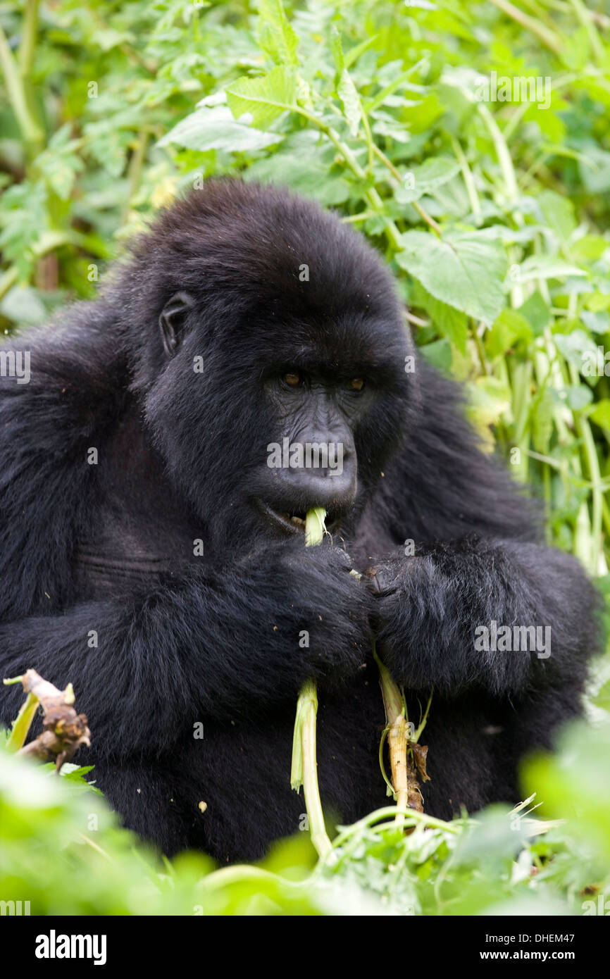 Gorille de montagne (Gorilla gorilla beringei), Kongo, le Rwanda, l'Afrique Banque D'Images