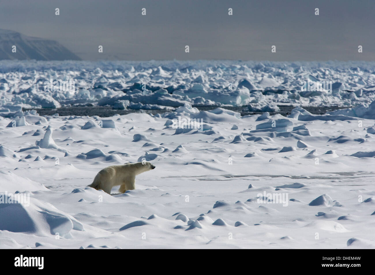 L'ours polaire (Ursus maritimus) sur la banquise, Spitsbergen, Svalbard, Norvège, Scandinavie, Europe Banque D'Images