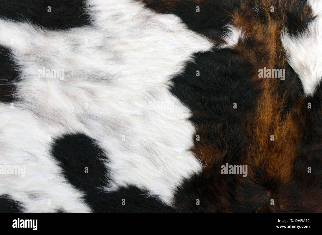 La texture du poil de vache vache brune Banque D'Images