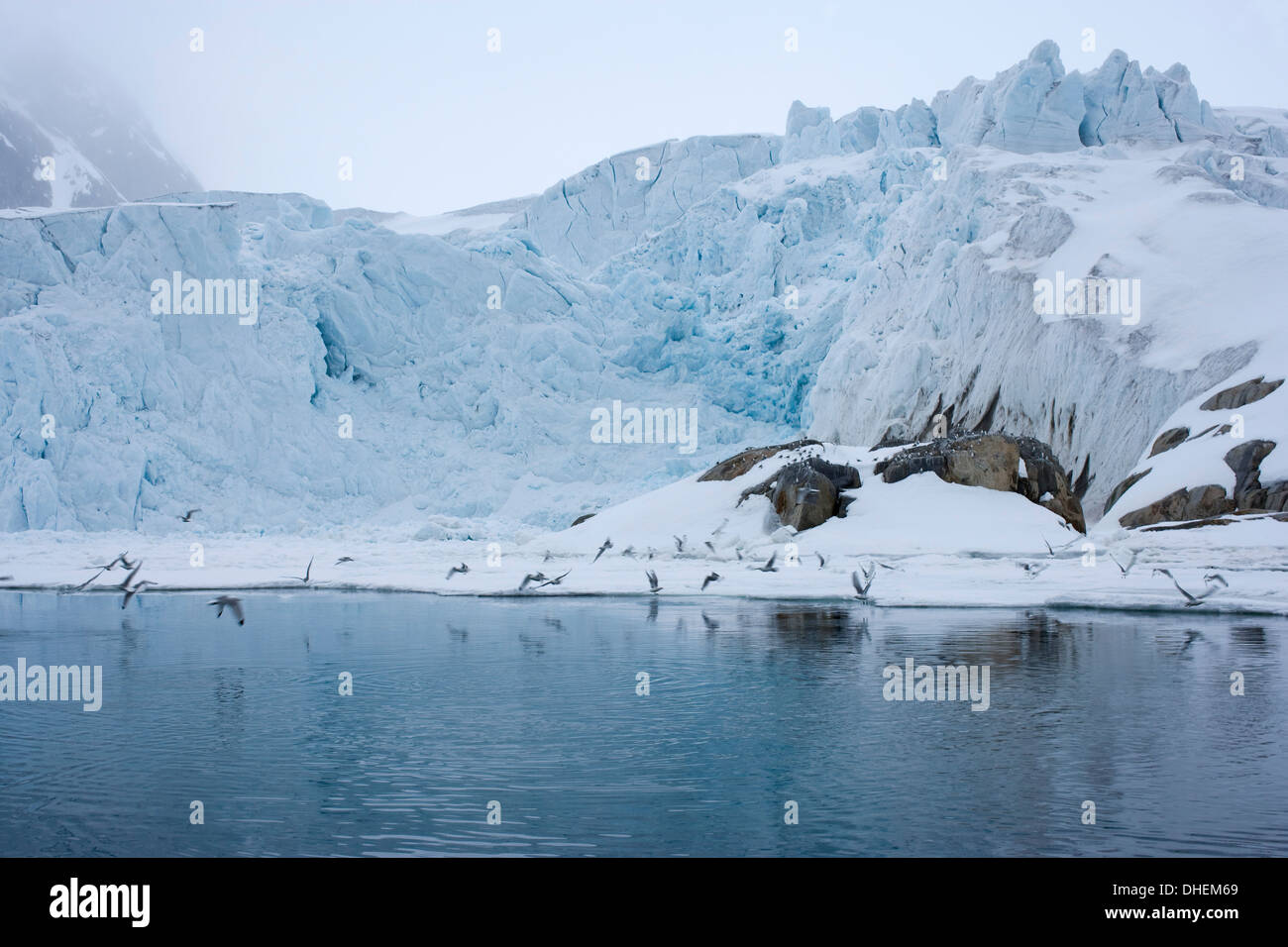 Les mouettes volent jusqu'en face du glacier, Spitzsergen, Svalbard, Norvège, Scandinavie, Europe Banque D'Images
