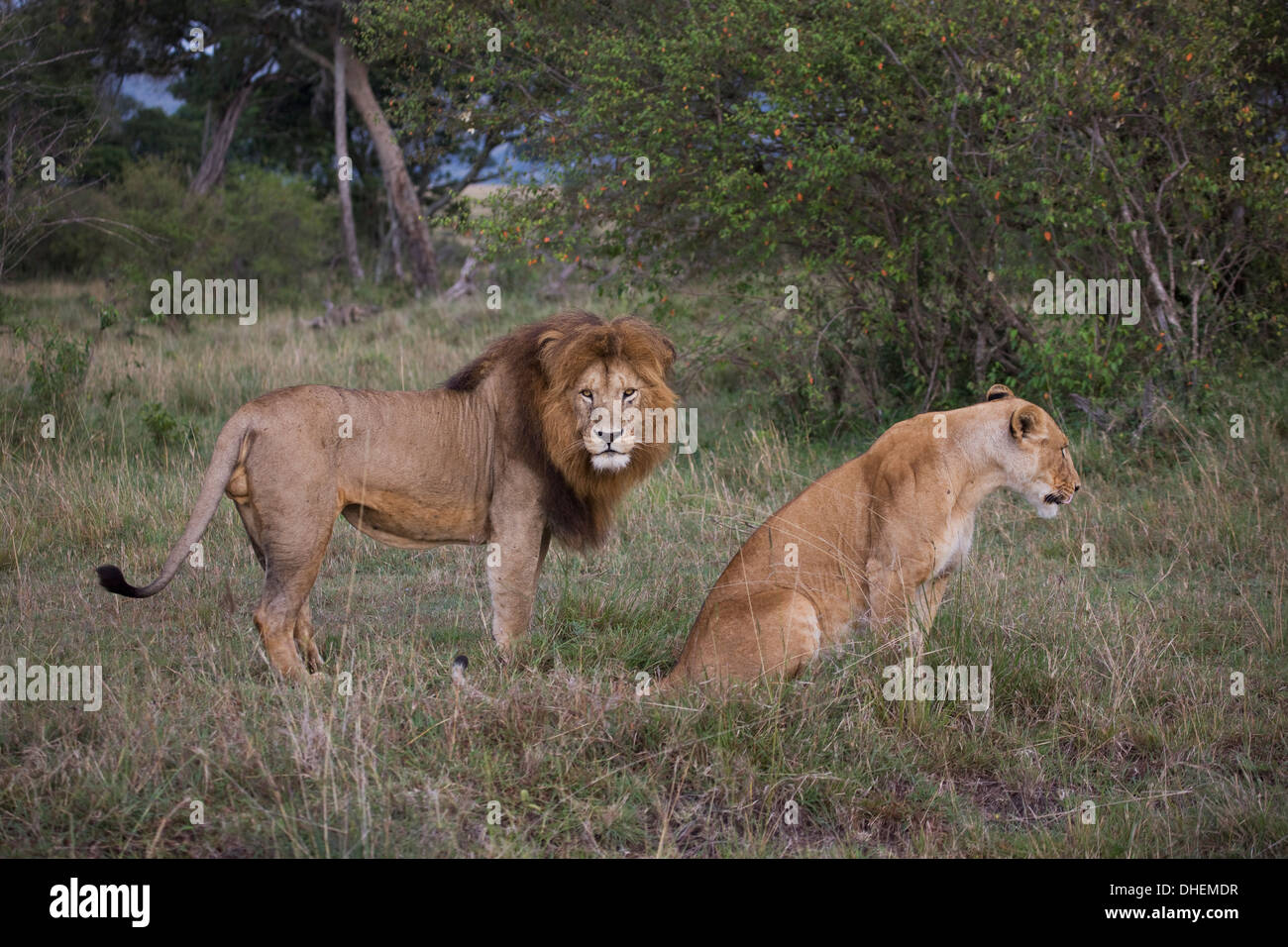 Les lions mâles et femelles (Panthera leo), Masai Mara National Reserve, Kenya, Afrique de l'Est, l'Afrique Banque D'Images