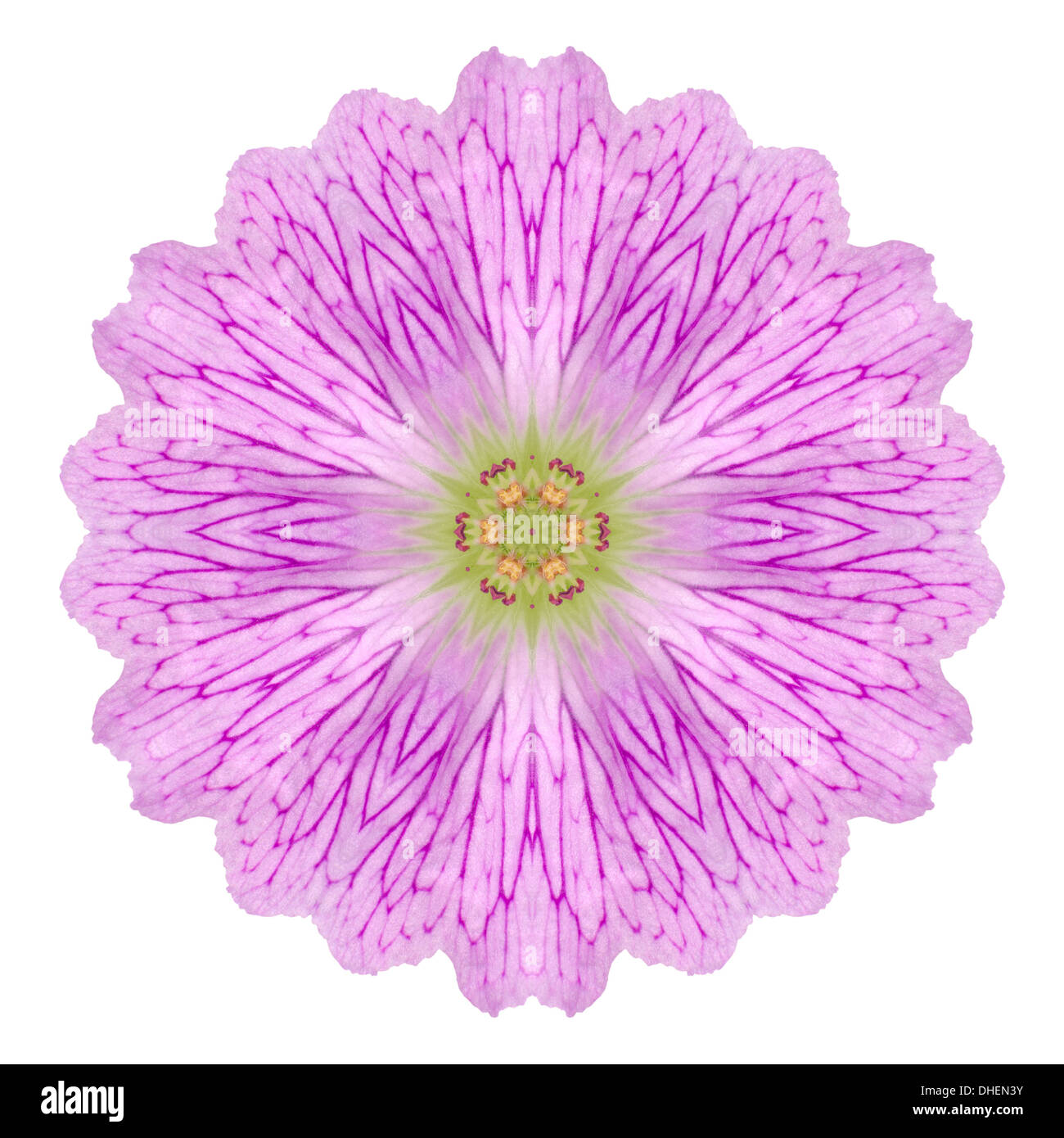 Mandala fleur sauvage kaléidoscopique isolé sur fond blanc Banque D'Images