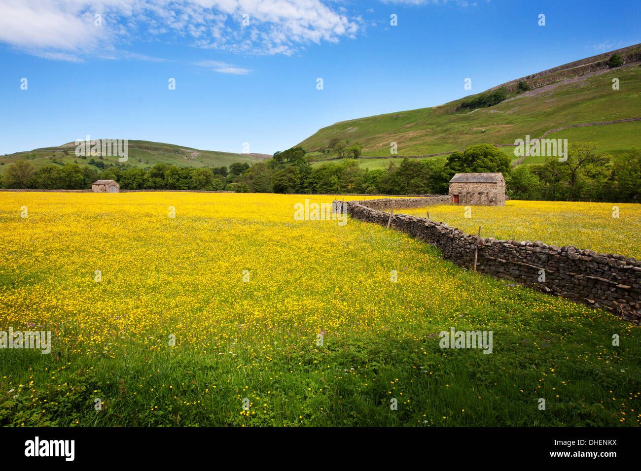 Domaine des granges et buttercup meadows à Muker, Swaledale, Yorkshire Dales, Yorkshire, Angleterre, Royaume-Uni, Europe Banque D'Images