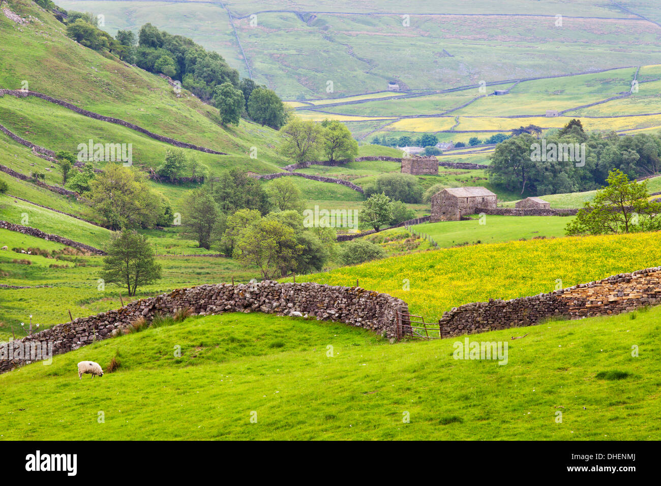 Mur en pierre sèche et de terrain Kisdon granges ci-dessous Hill dans le Swaledale, Yorkshire Dales, Yorkshire, Angleterre, Royaume-Uni, Europe Banque D'Images