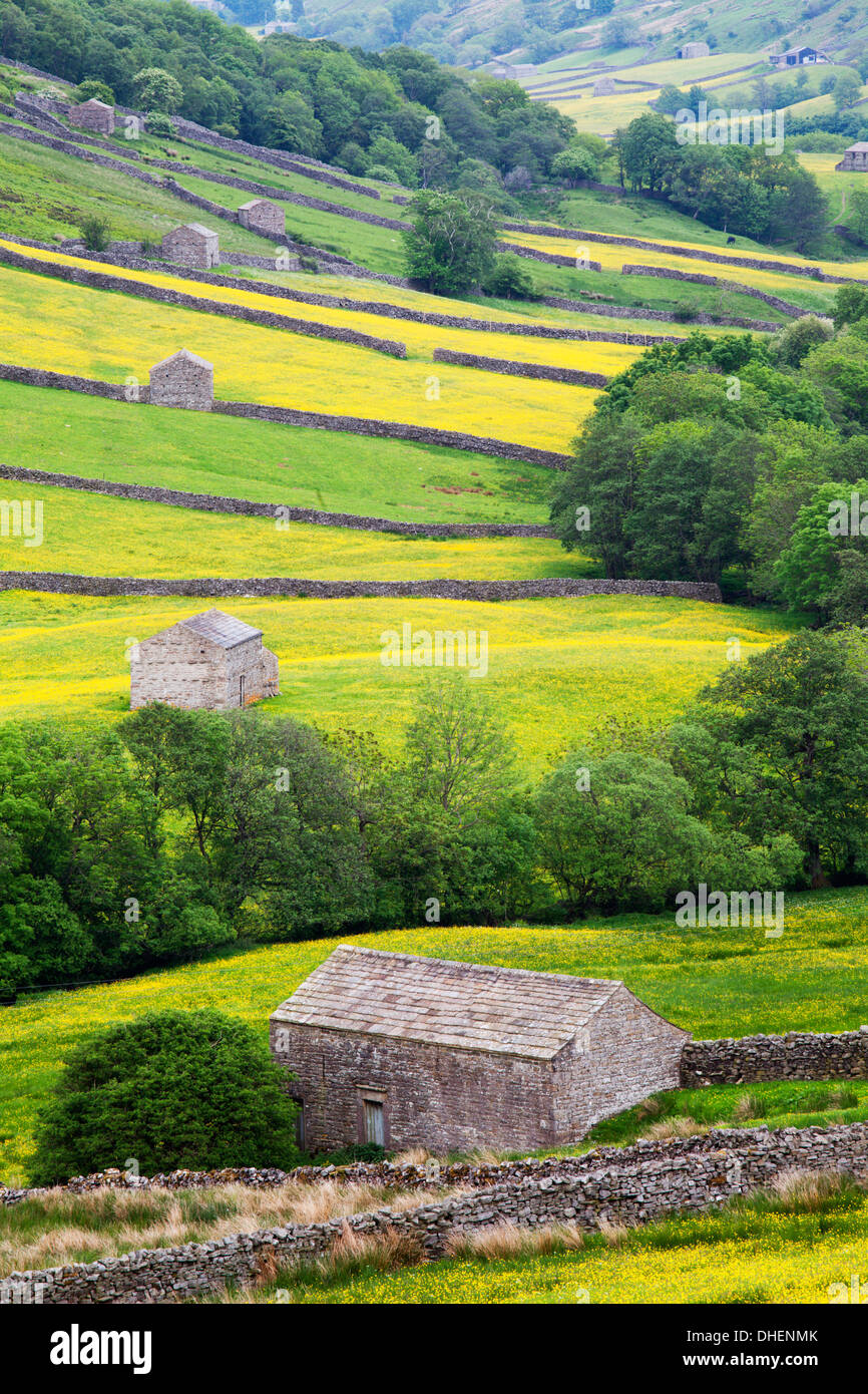 Domaine des granges de buttercup meadows près de Mickfield dans Swaledale, Yorkshire Dales, Yorkshire, Angleterre, Royaume-Uni, Europe Banque D'Images